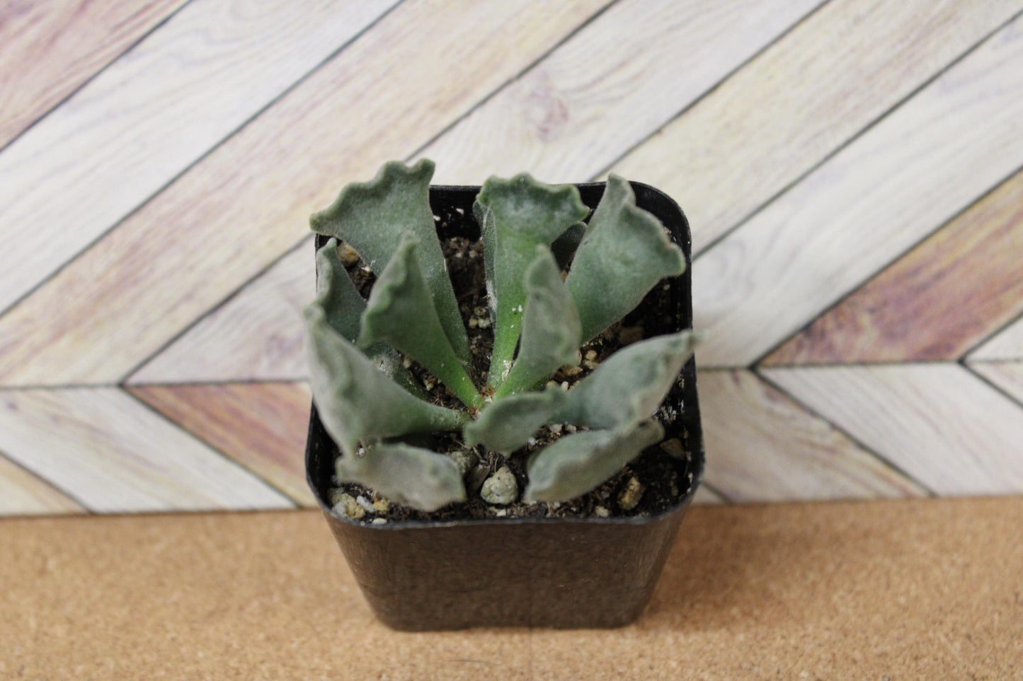 2 inch Crinkle Leaf Plant aka Key Lime Pie succulent
