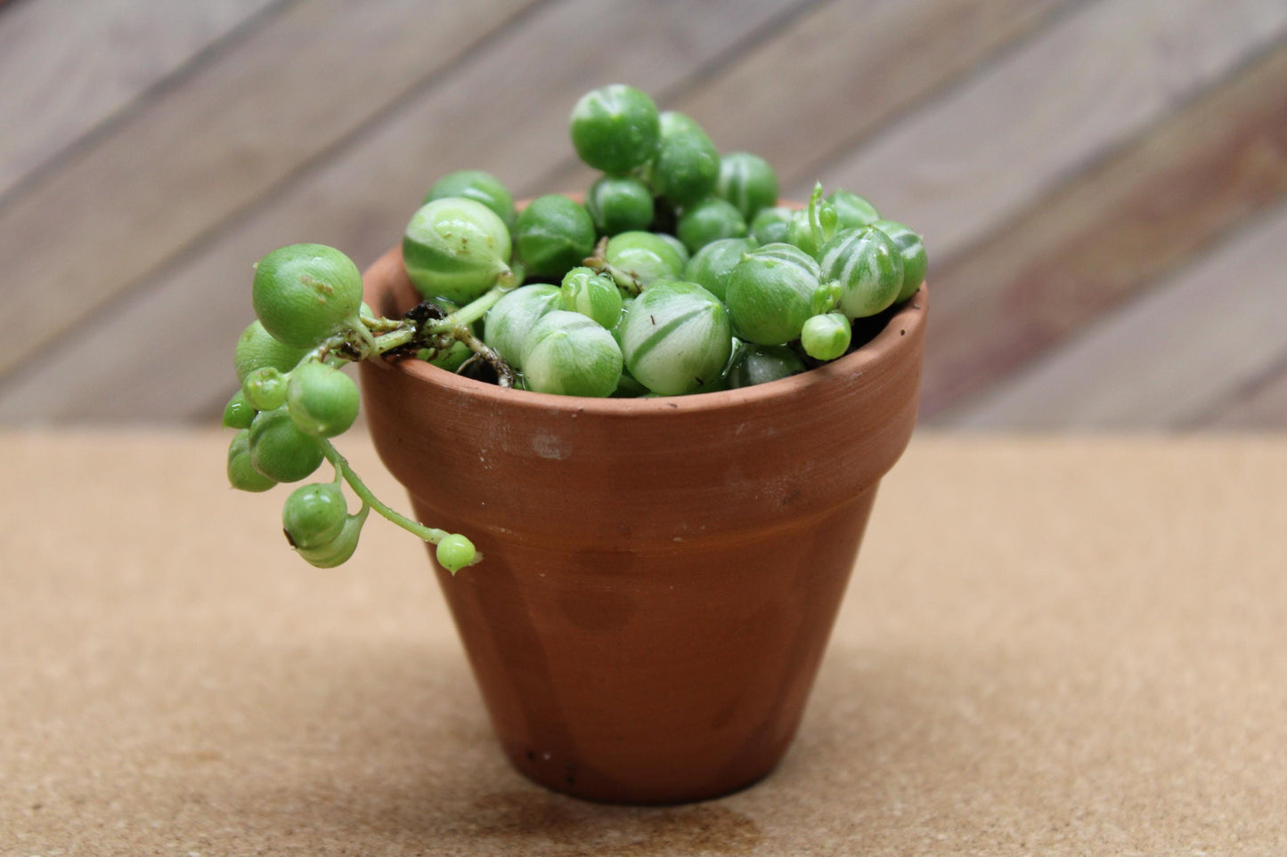 2 Inch Variegated String of Pearls