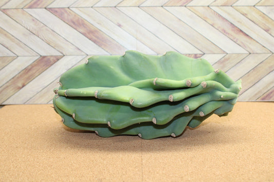 Peruvian Apple Cactus unrooted Cuttings