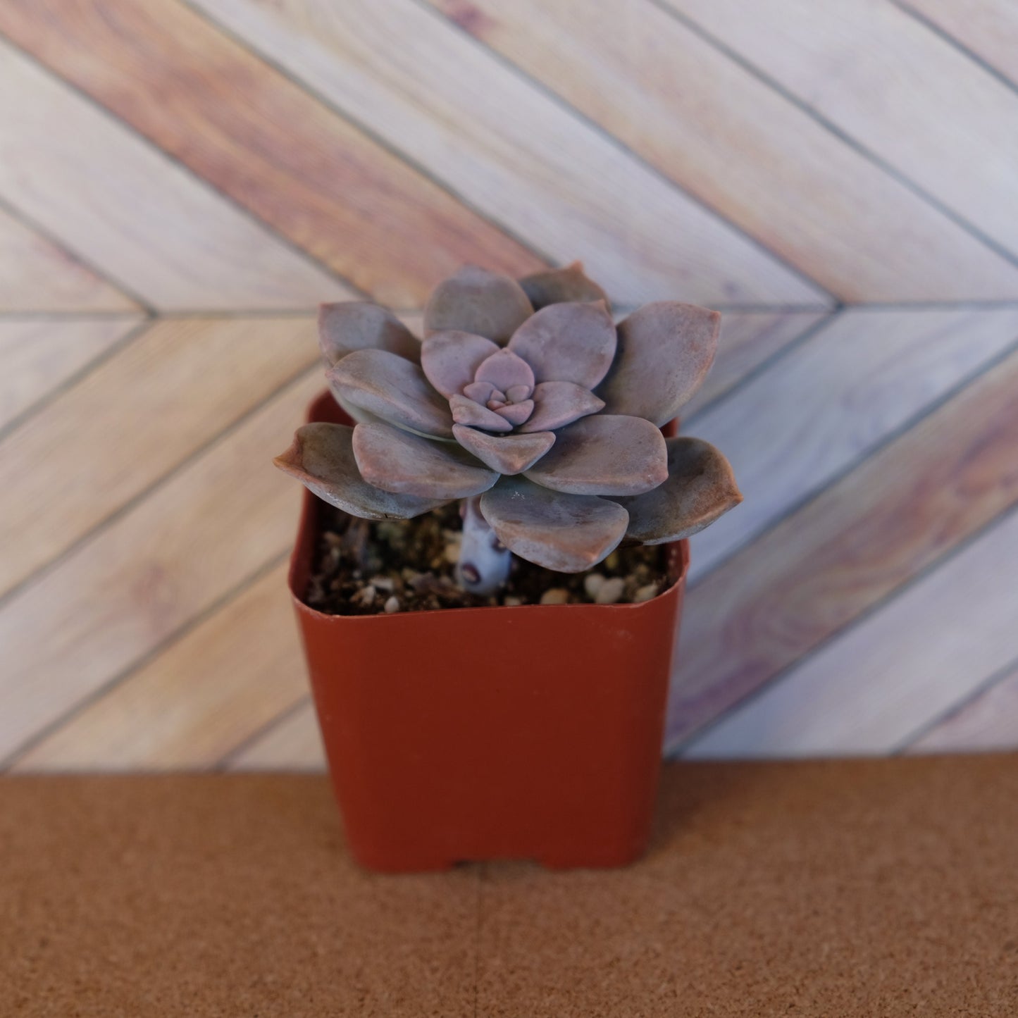 2 inch graptopetalum superbum 'purple ghost plant'