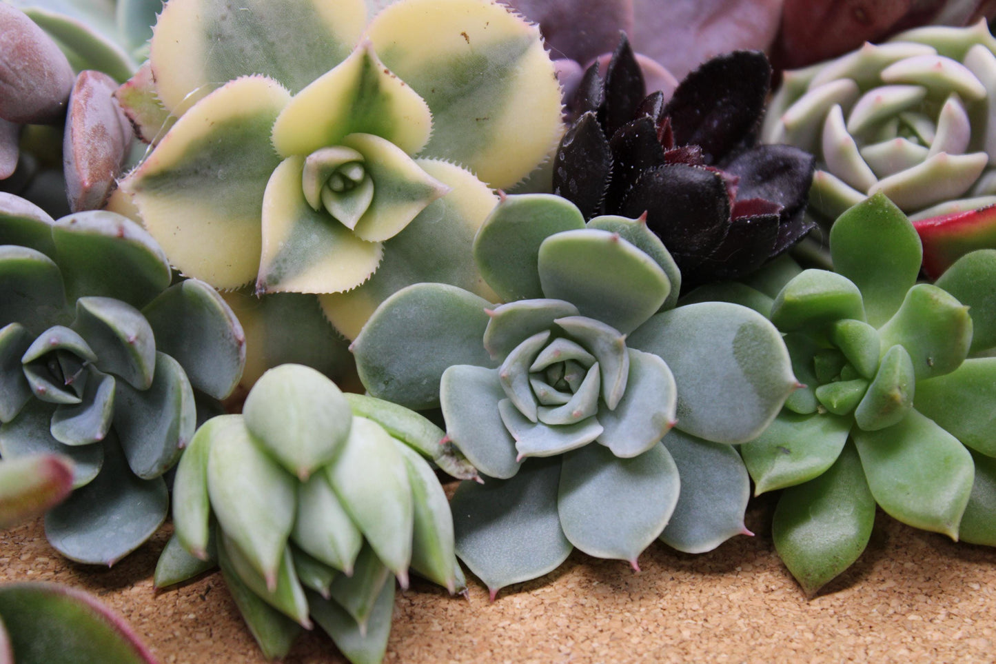 10 Assorted Rosette Succulent Cuttings – 20+ Mixed Varieties – Unrooted Small Succulent Cuttings for Crafting, Arrangements & Gardens
