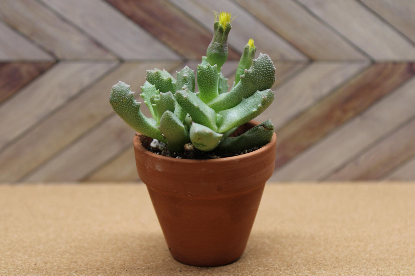 2 inch Stomatium mustellinum 'Living Stone Succulent'