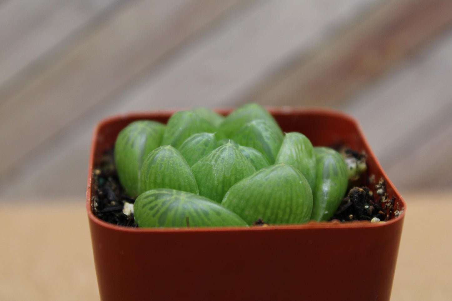 2 inch Haworthia cooperi