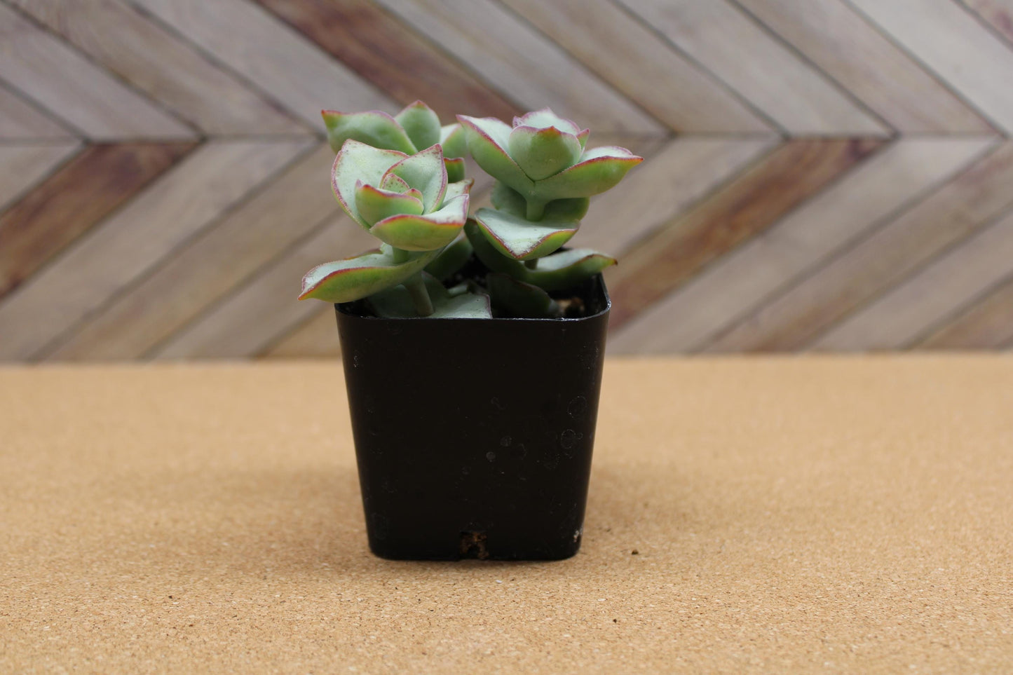 2 inch Crassula perforata ‘String of Buttons’ 'Ivory towers'
