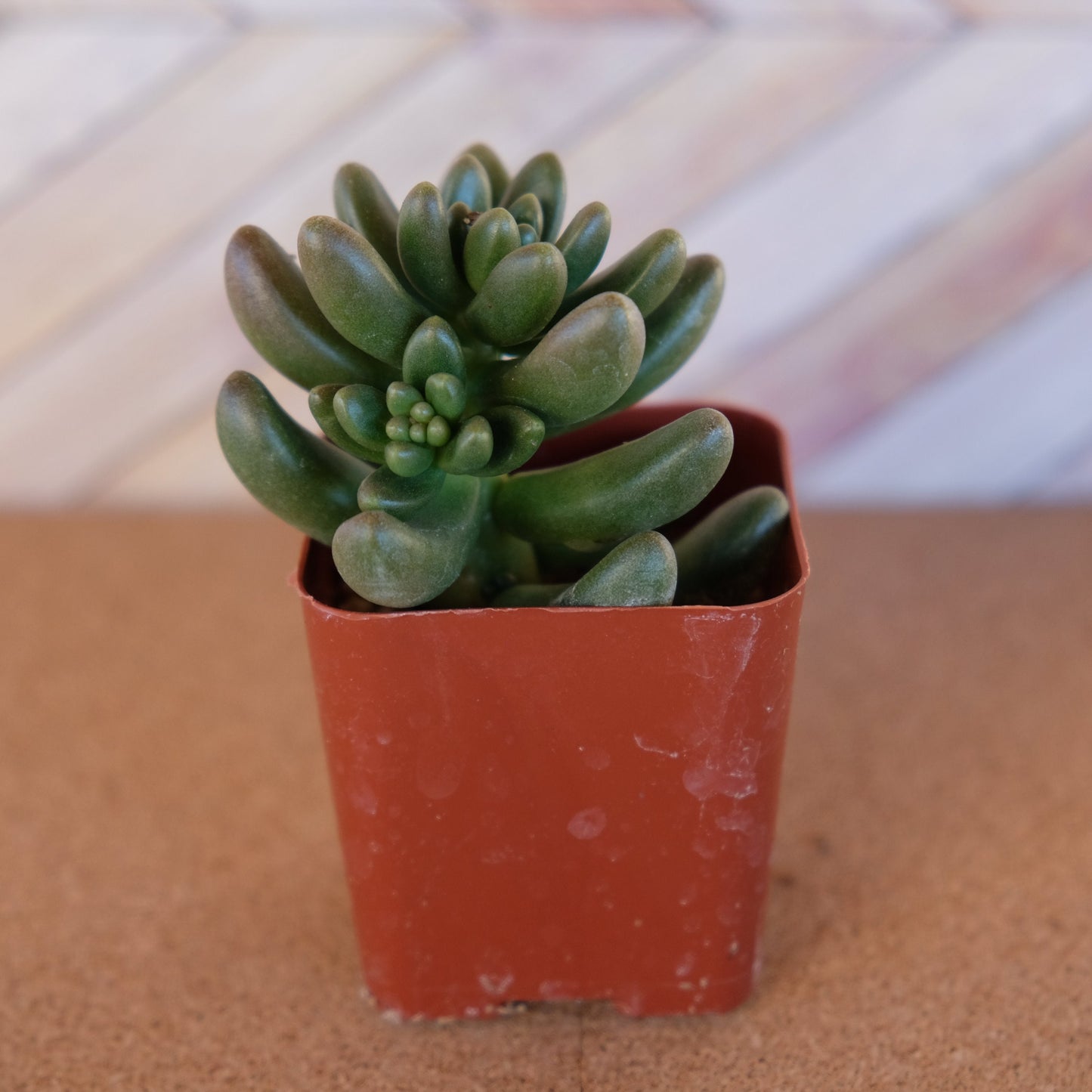 2 inch Cremnosedum ‘Crocodile’