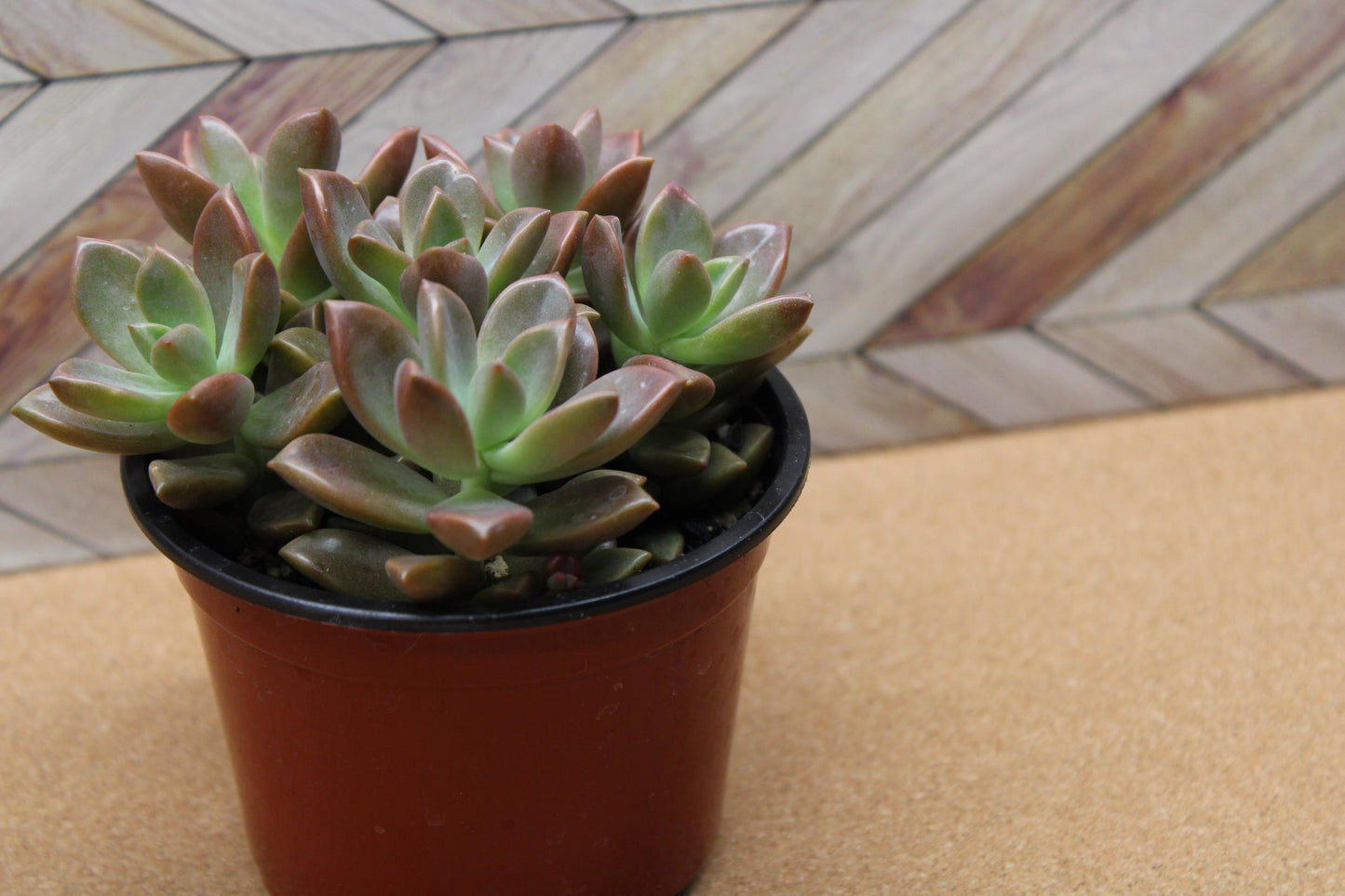 4 inch Graptosedum 'Alpenglow'