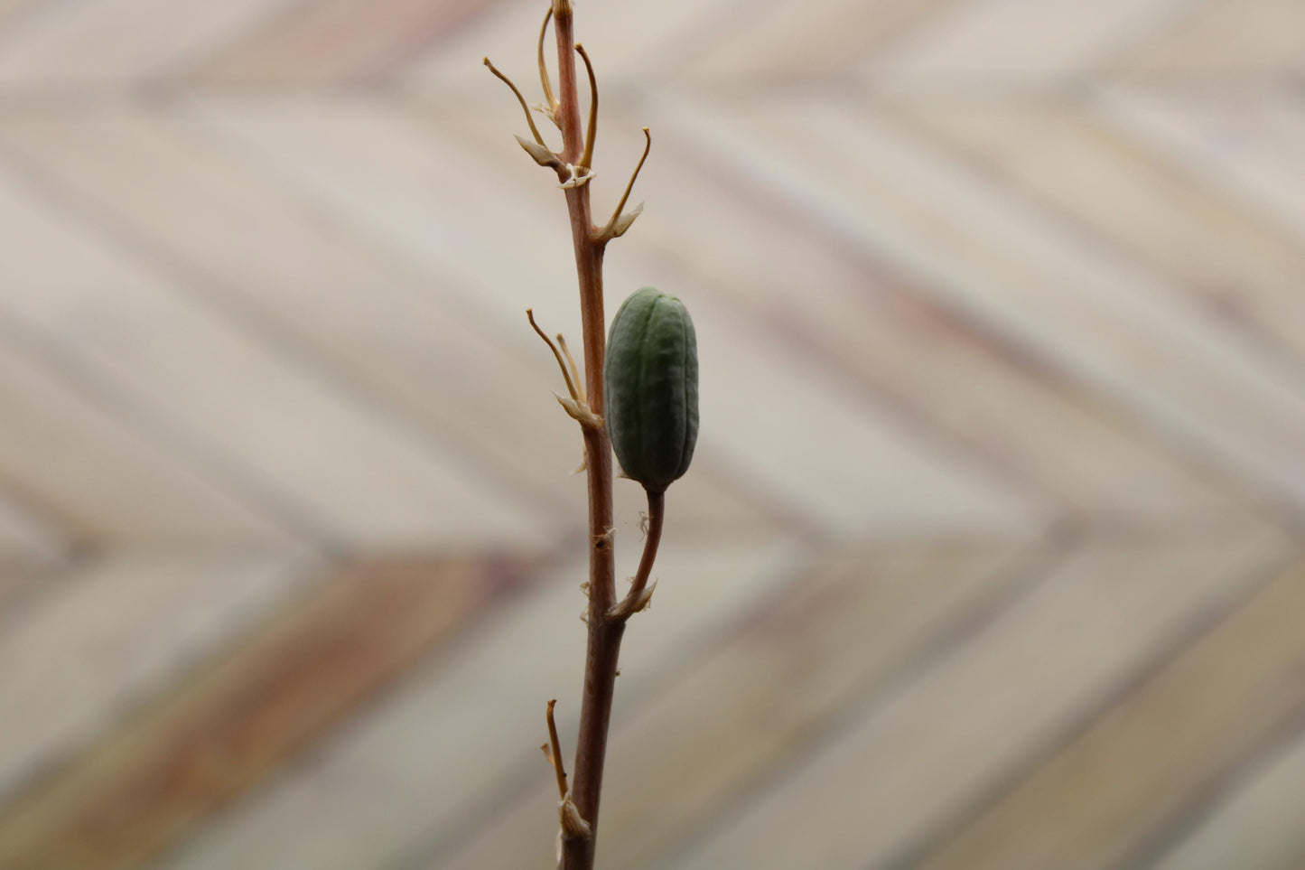 4 Inch Aloe ‘Snowflake’