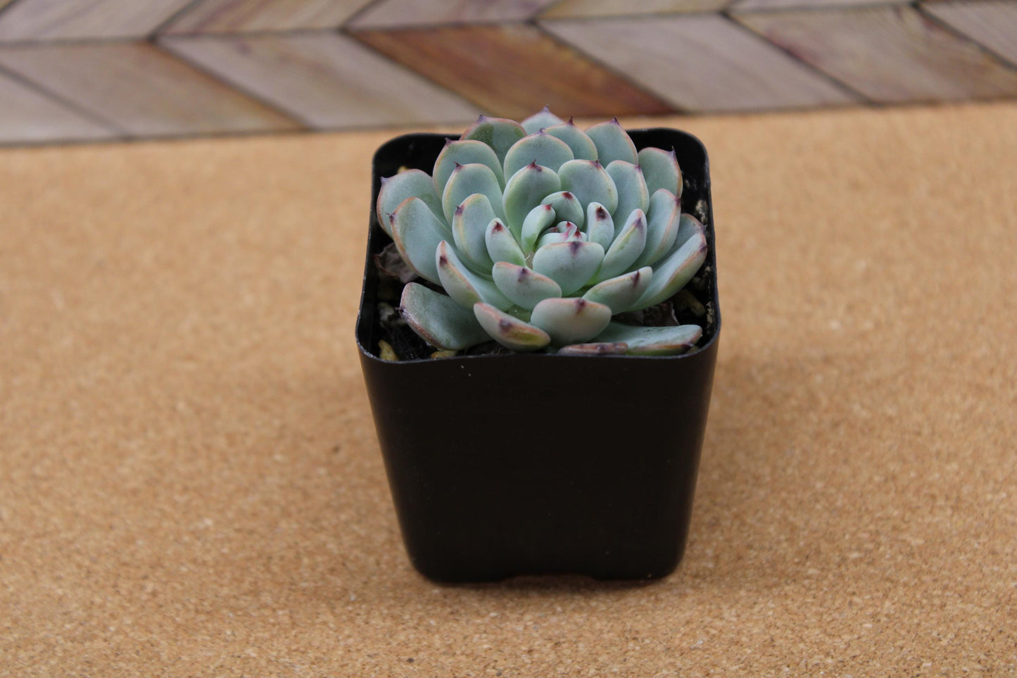 2 inch Echeveria 'Minima'