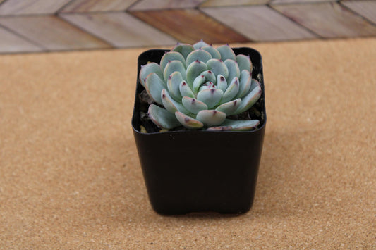 2 inch Echeveria 'Minima'