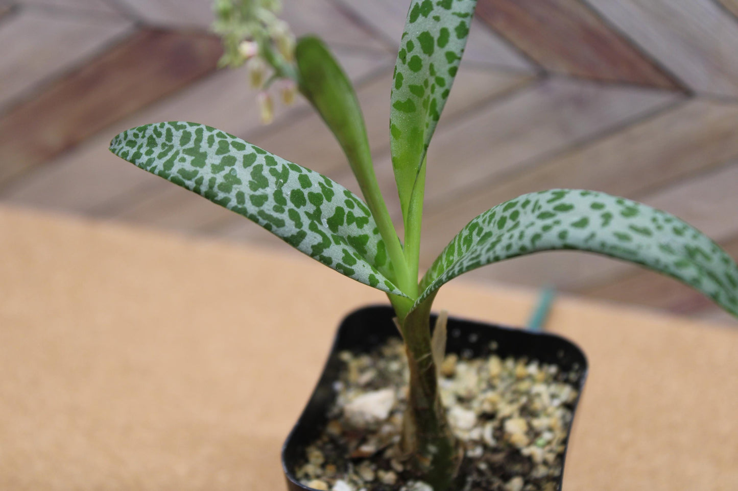 2 inch Ledebouria socialis 'Silver Squill' or 'Leopard Lily'