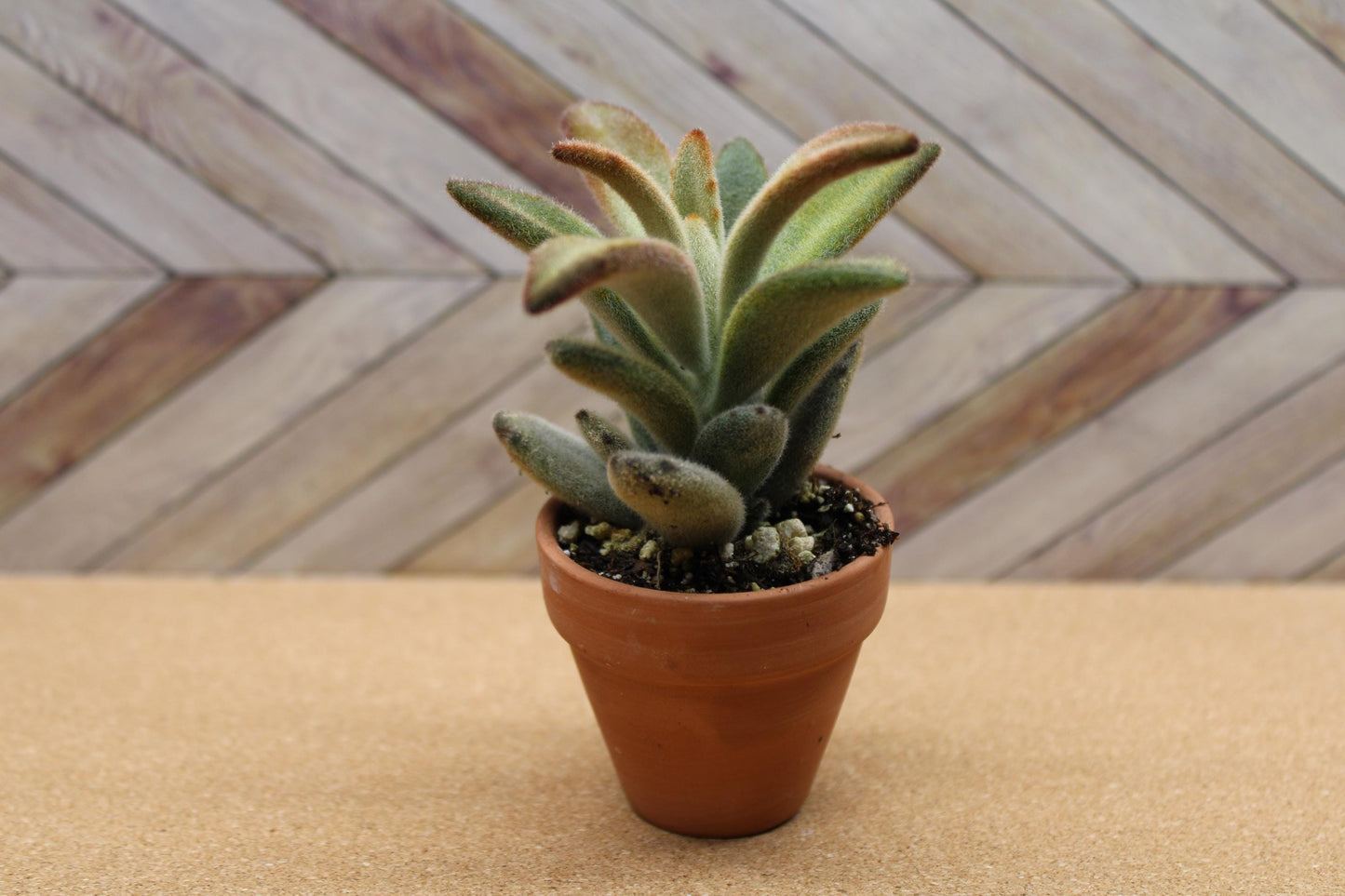 2 inch Kalanchoe tomentosa ‘Chocolate Soldier’