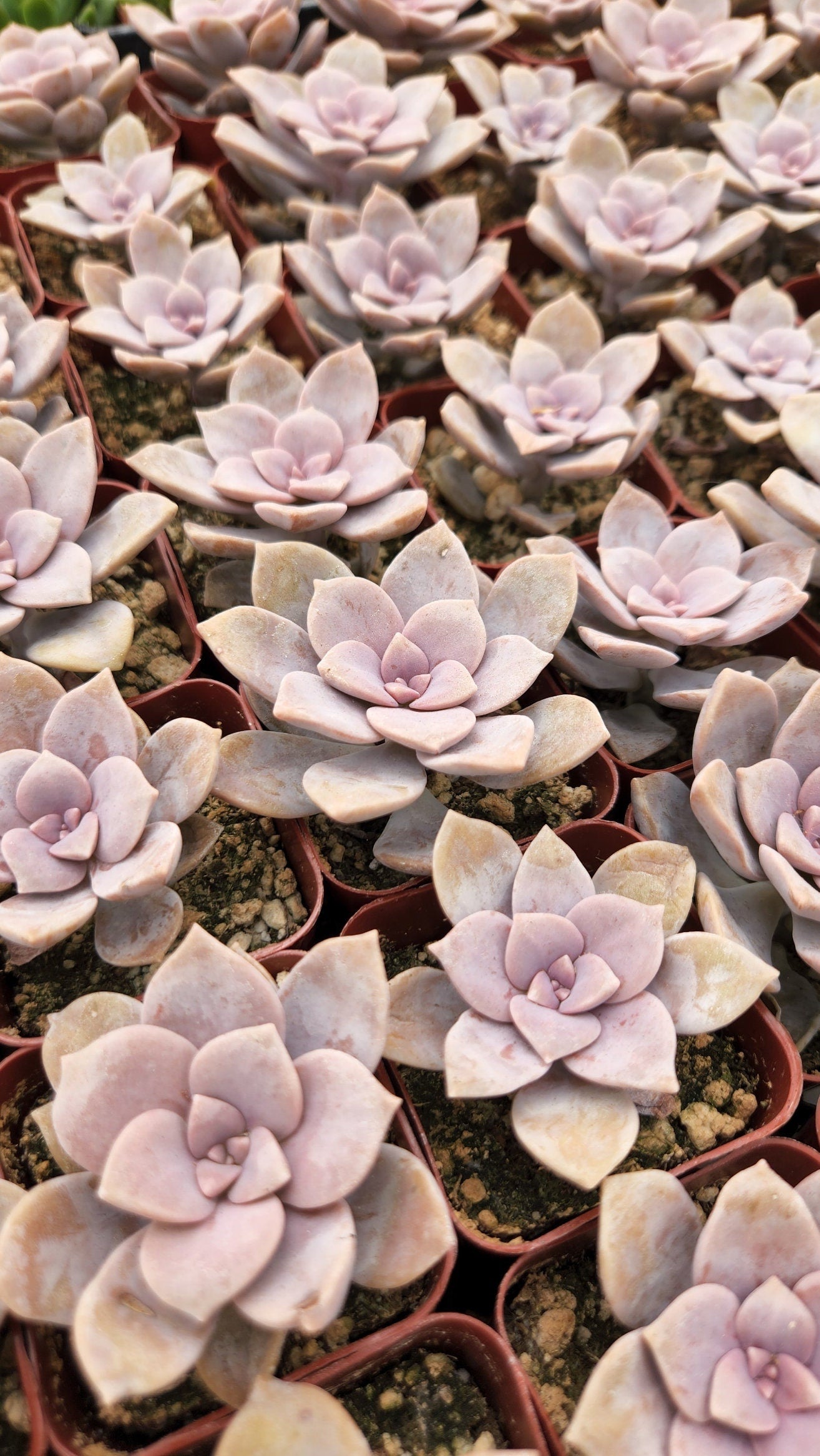 2 inch graptopetalum superbum 'purple ghost plant'