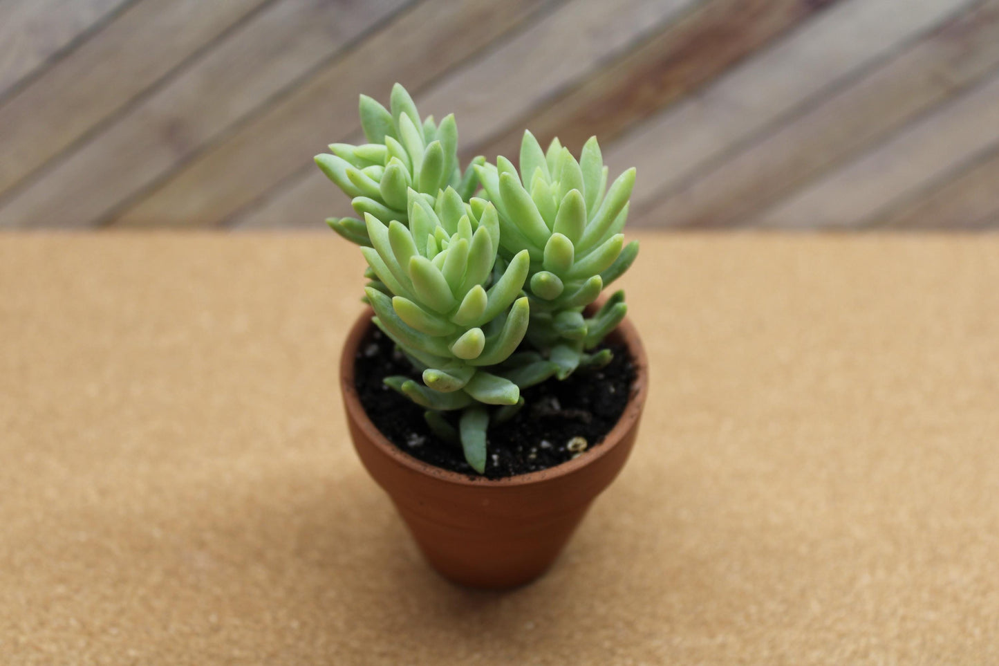 2 Inch Donkey Tail ‘Harry Butterfield’ – Sedum morganianum