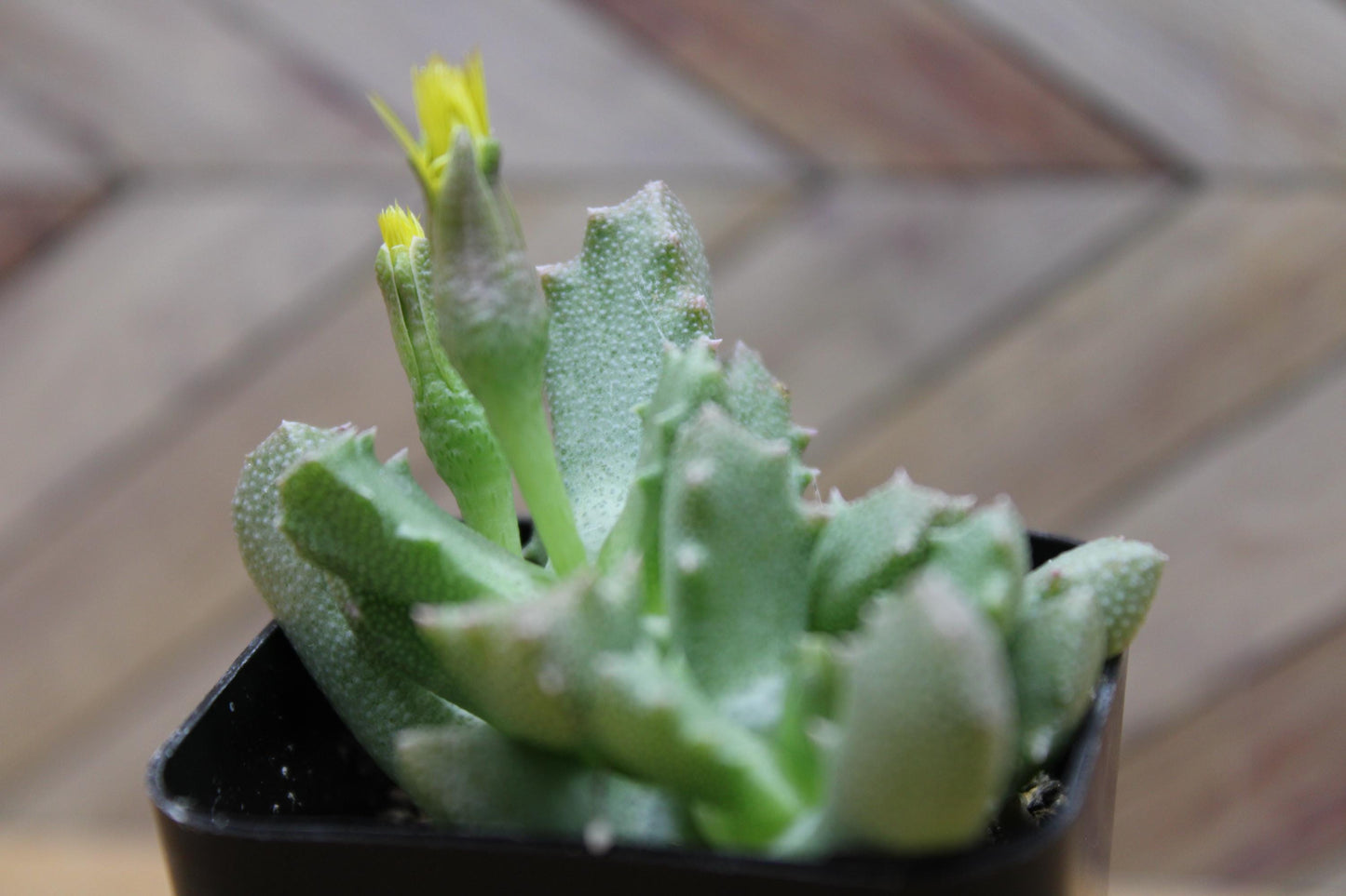 2 inch Stomatium mustellinum 'Living Stone Succulent'
