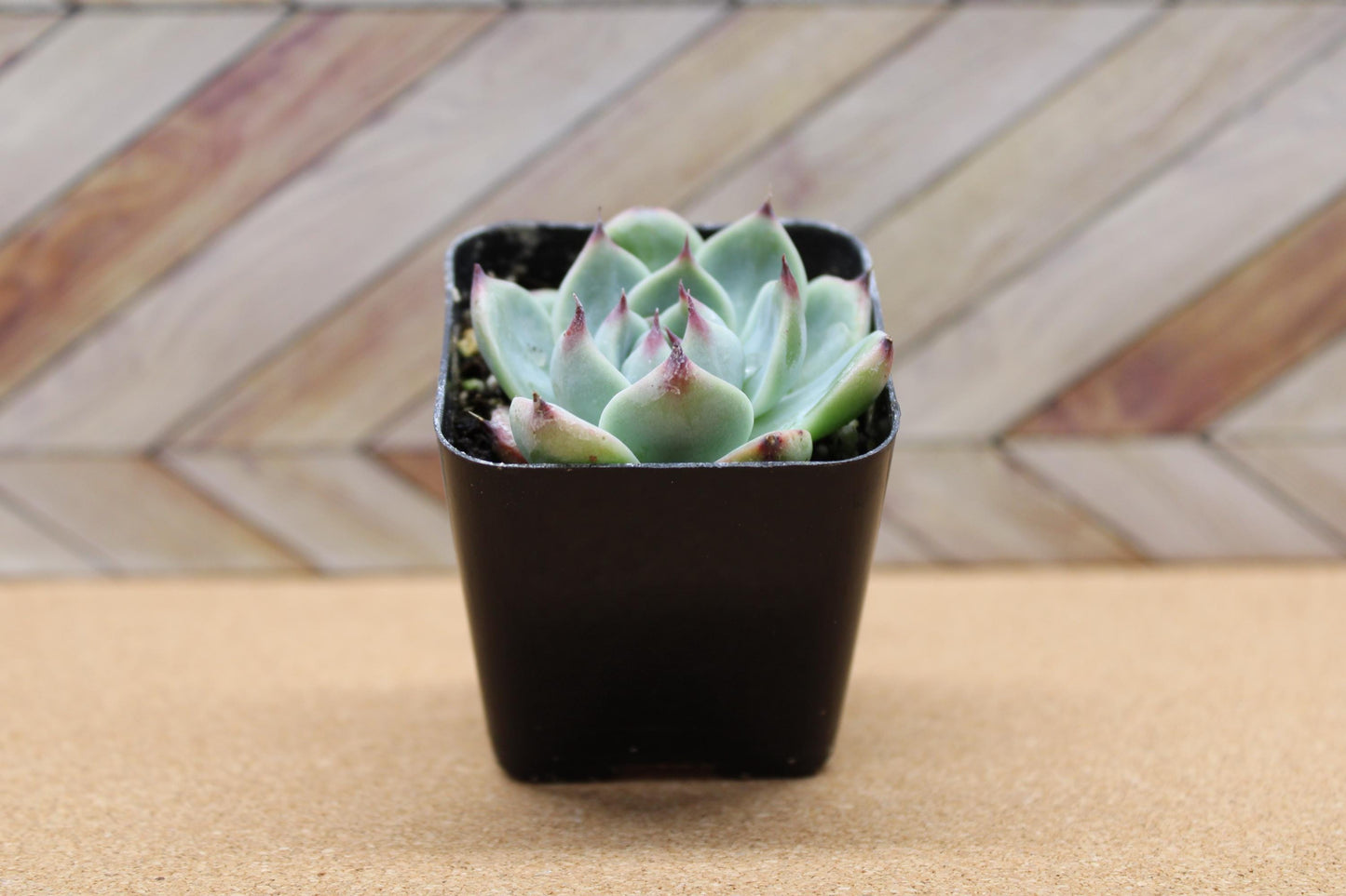2 inch Echeveria 'Colorata'