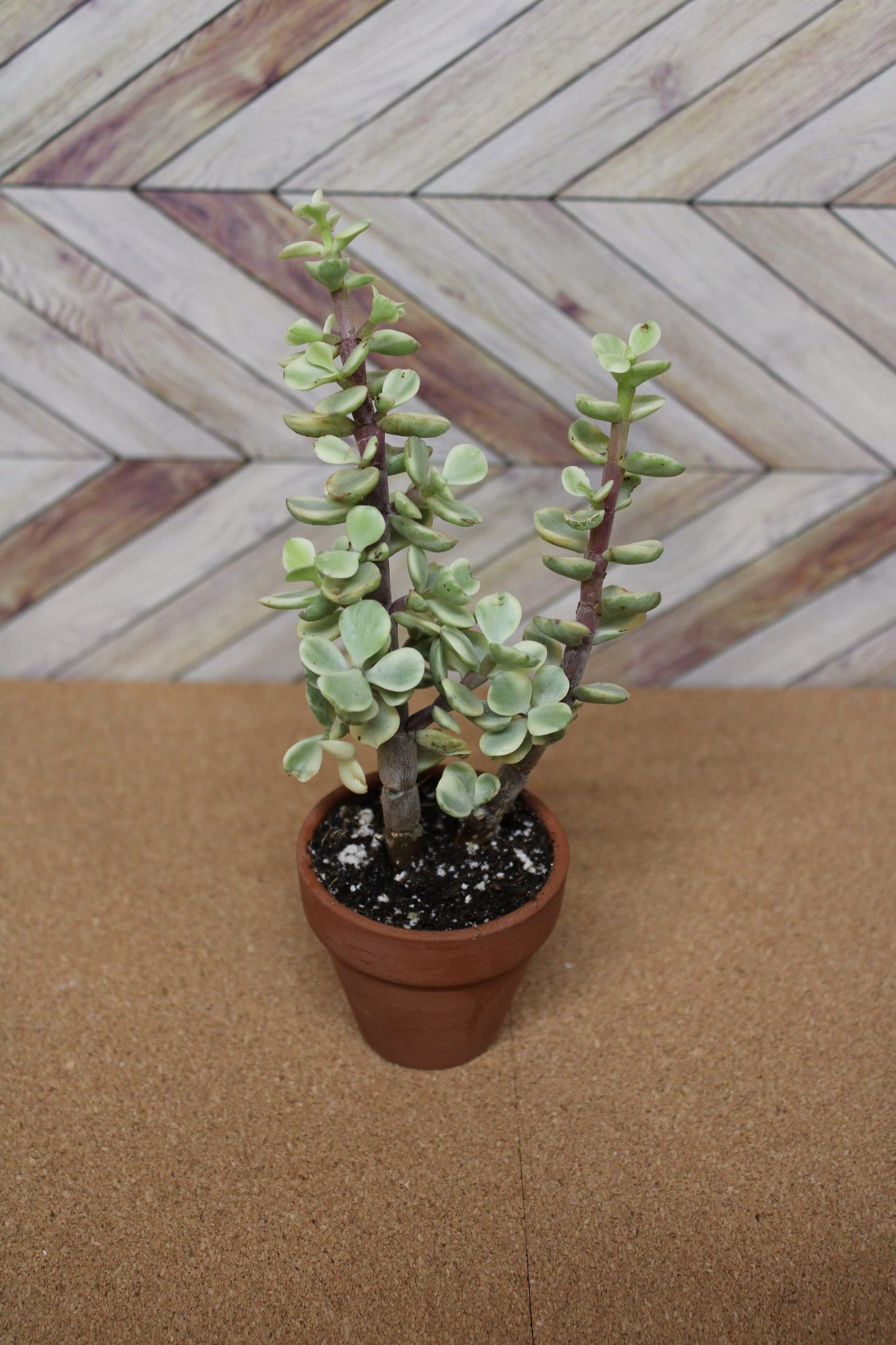 2 inch variegated portulacaria 'elephant bush'