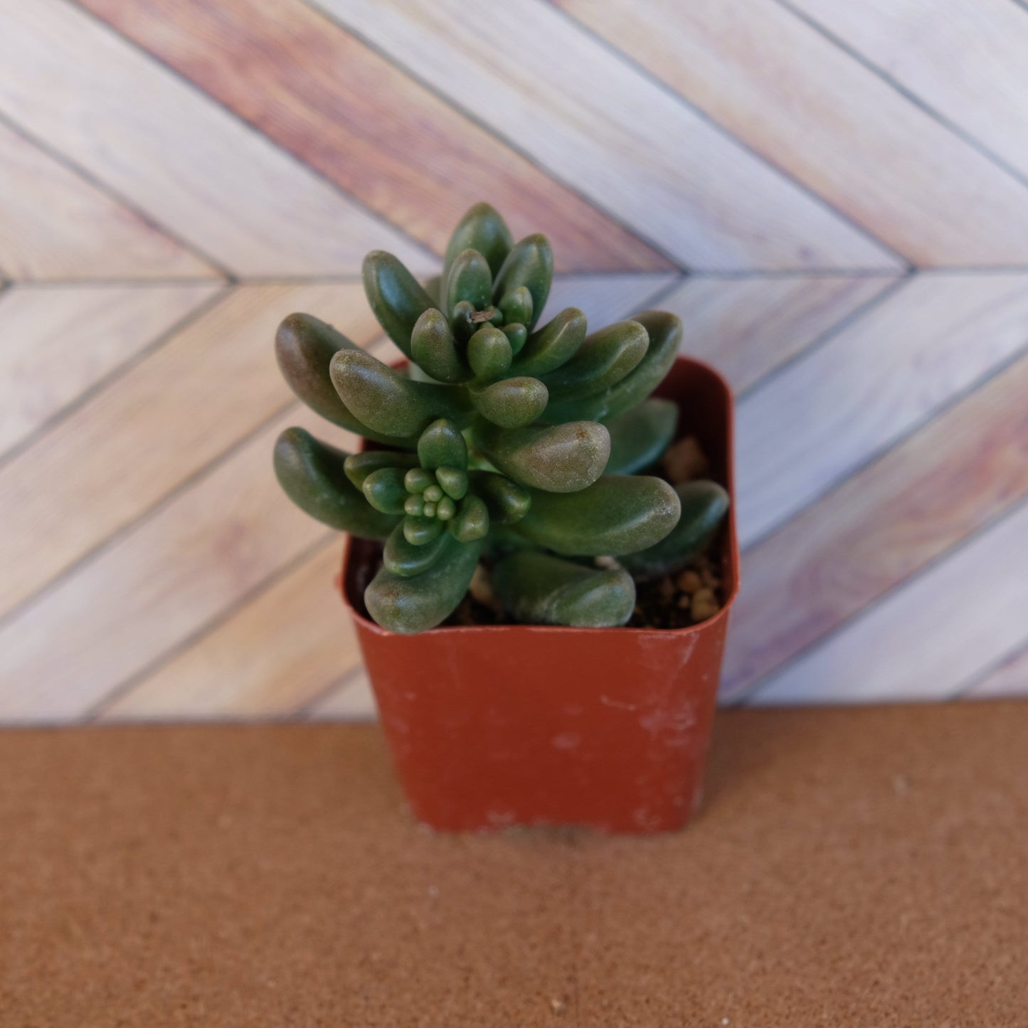 2 inch Cremnosedum ‘Crocodile’