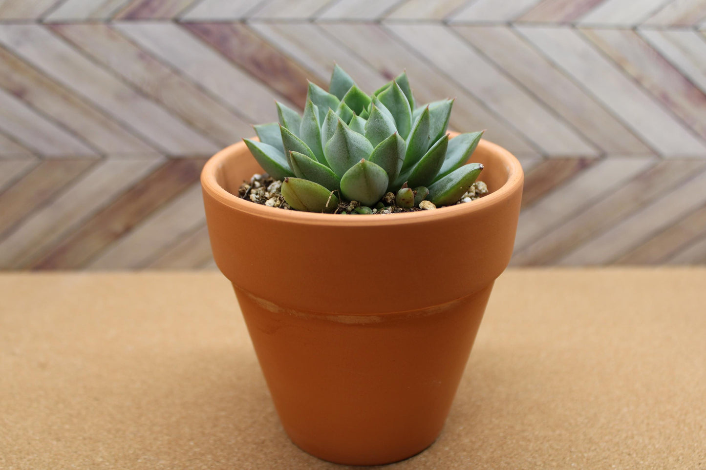 4 inch Echeveria purpusorum ‘Gliva’