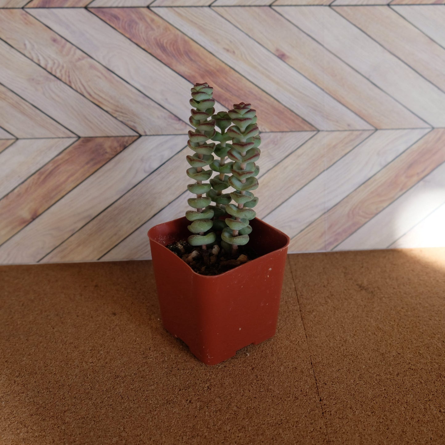 2 inch crassula marnieriana 'worm plant' 'baby jade necklace'