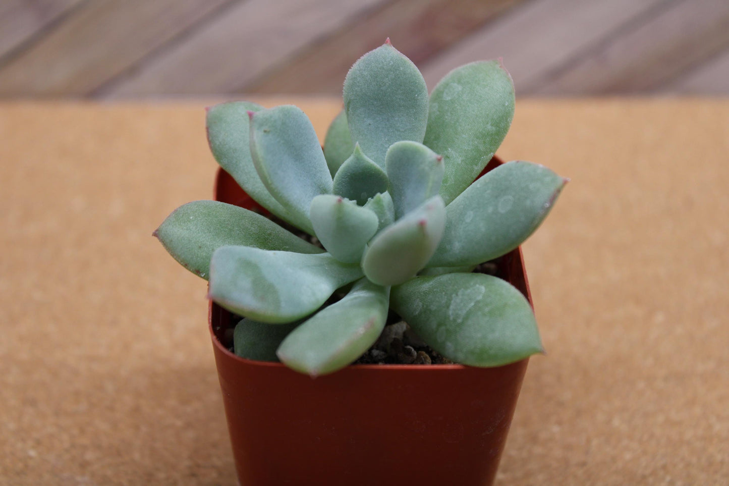 2 Inch Echeveria ‘Green Goddess’