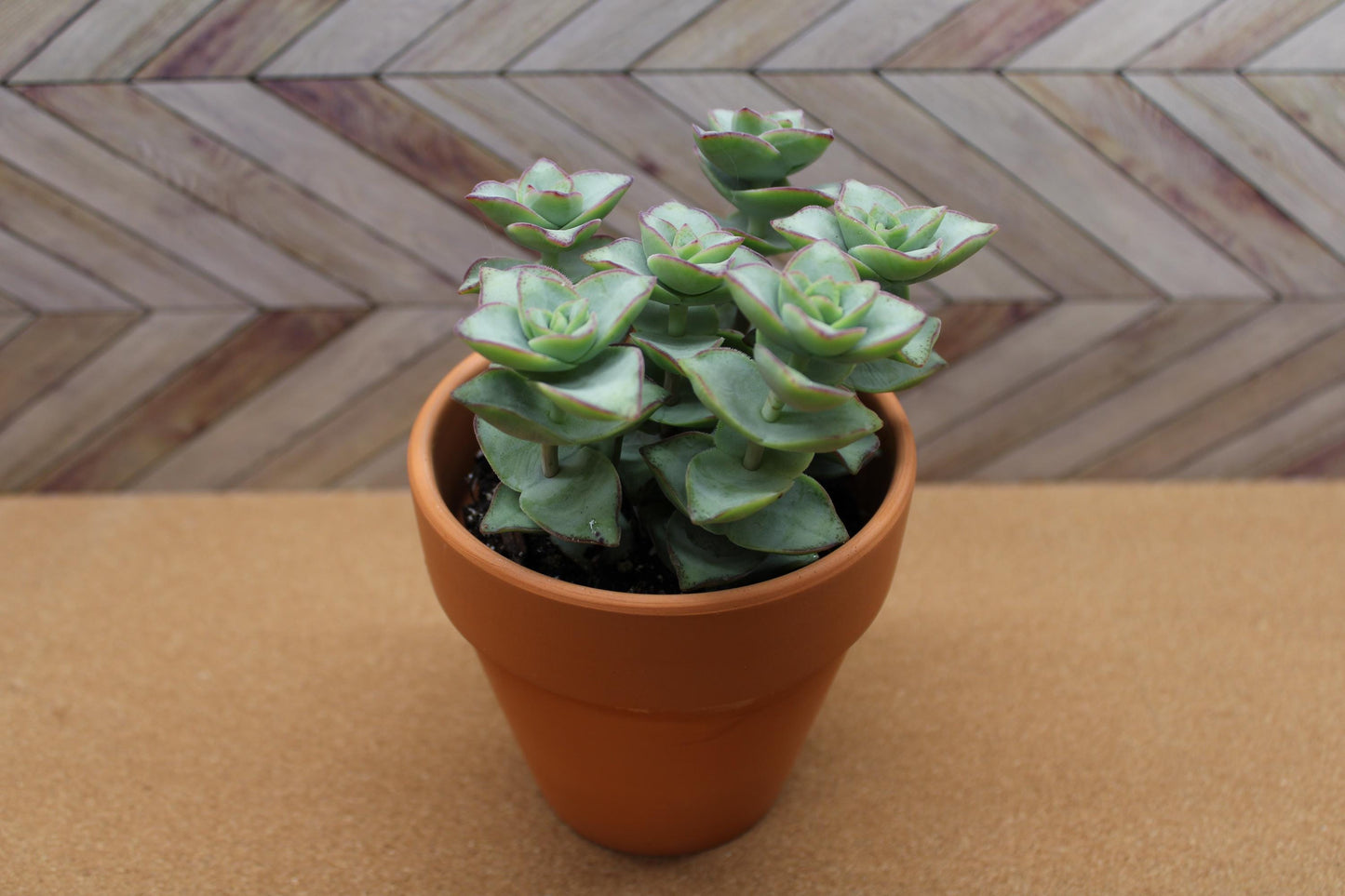 4 inch Crassula Perforata ‘String of Buttons’ 'Ivory towers'