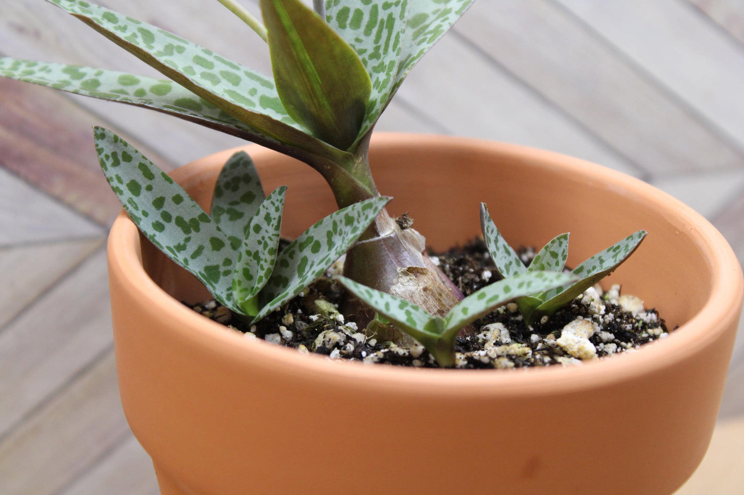 4 inch Ledebouria socialis 'Silver Squill'  'Leopard Lily'