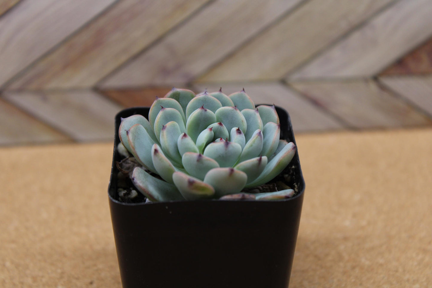 2 inch Echeveria 'Minima'