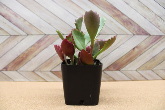 2 inch Kalanchoe Sexangularis "Six Angled Kalanchoe"