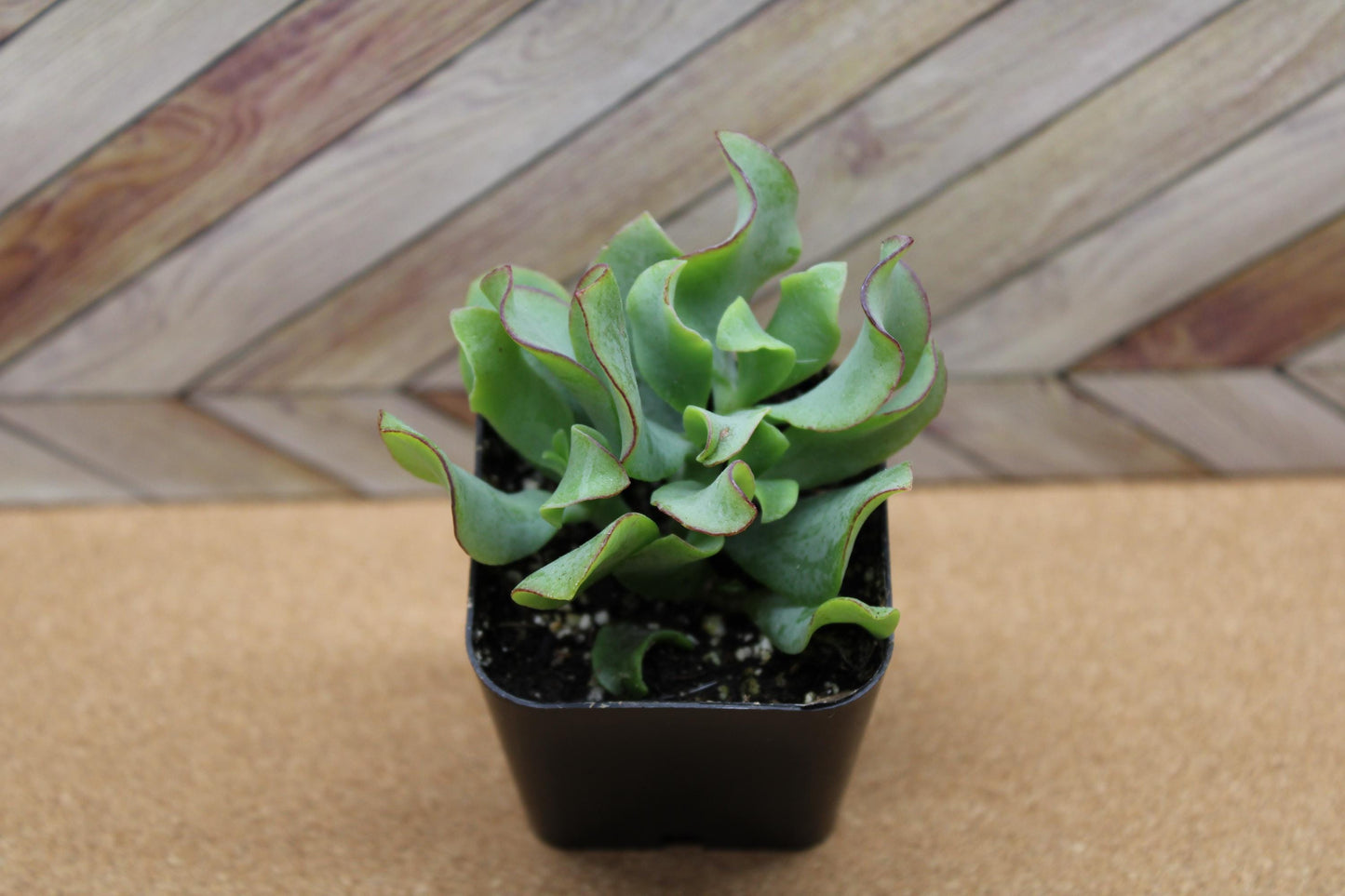 2 inch Ripple Jade