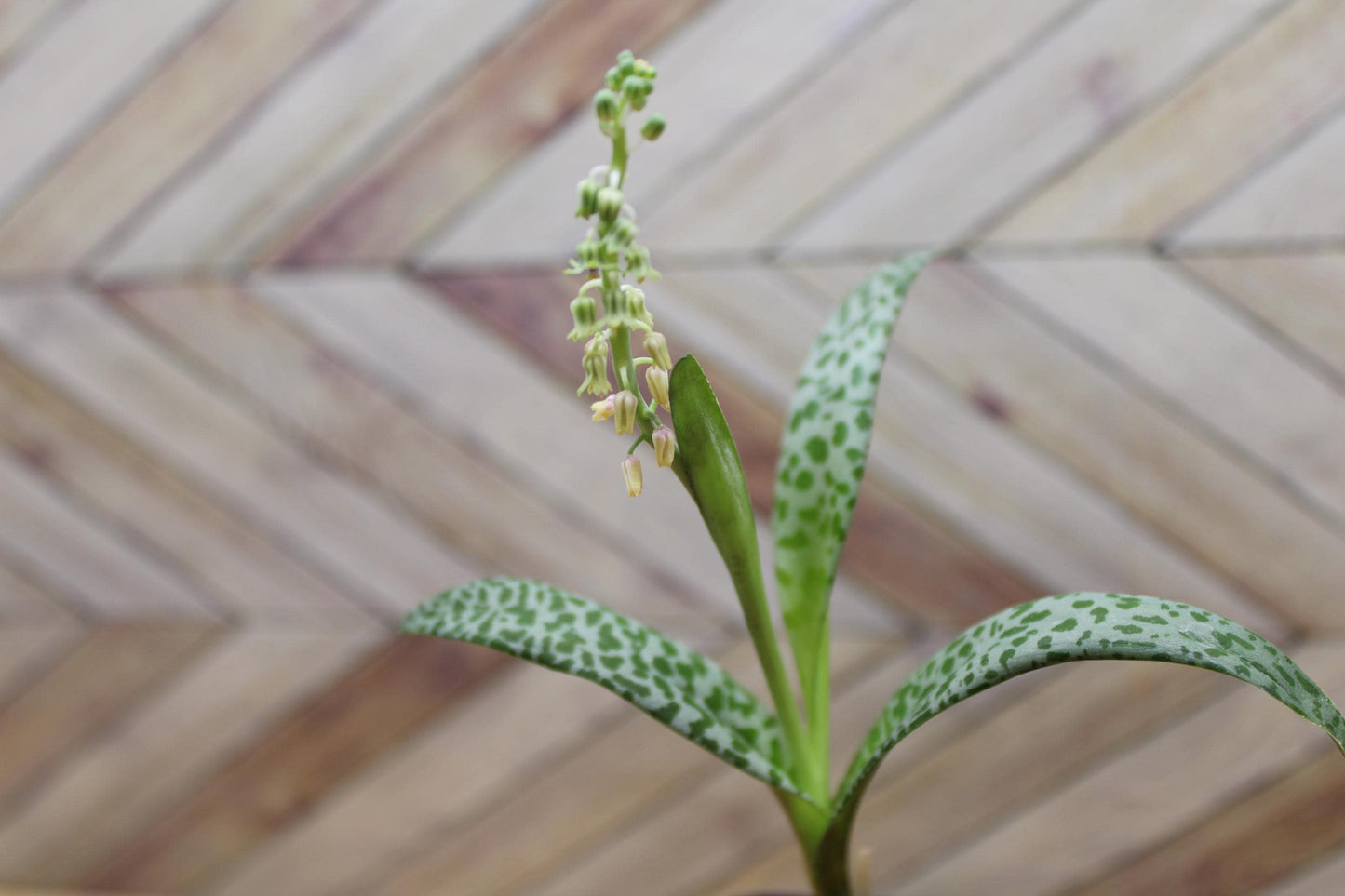 2 inch Ledebouria socialis 'Silver Squill' or 'Leopard Lily'