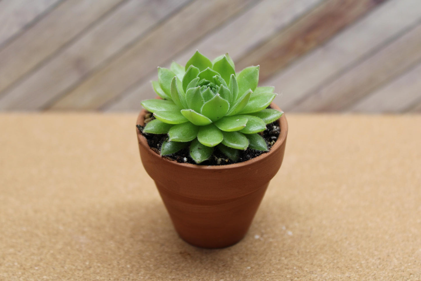 2 inch Sempervivum ‘Spring Beauty’