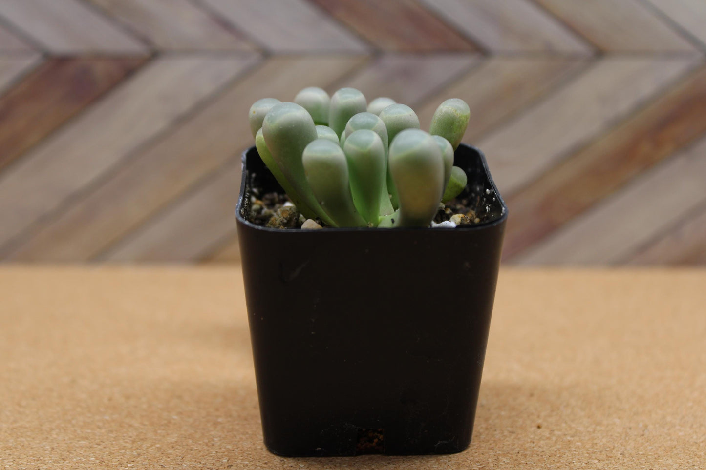 2 inch Fenestraria rhopalophylla 'Baby Toes'