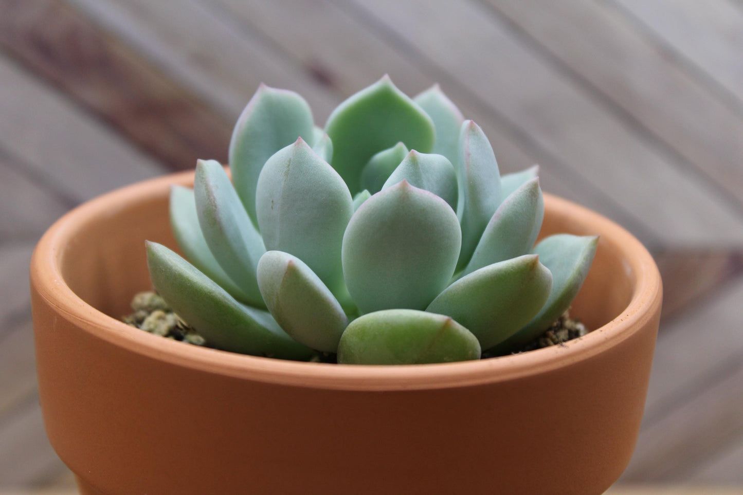 4 inch Echeveria ‘Moonglow’