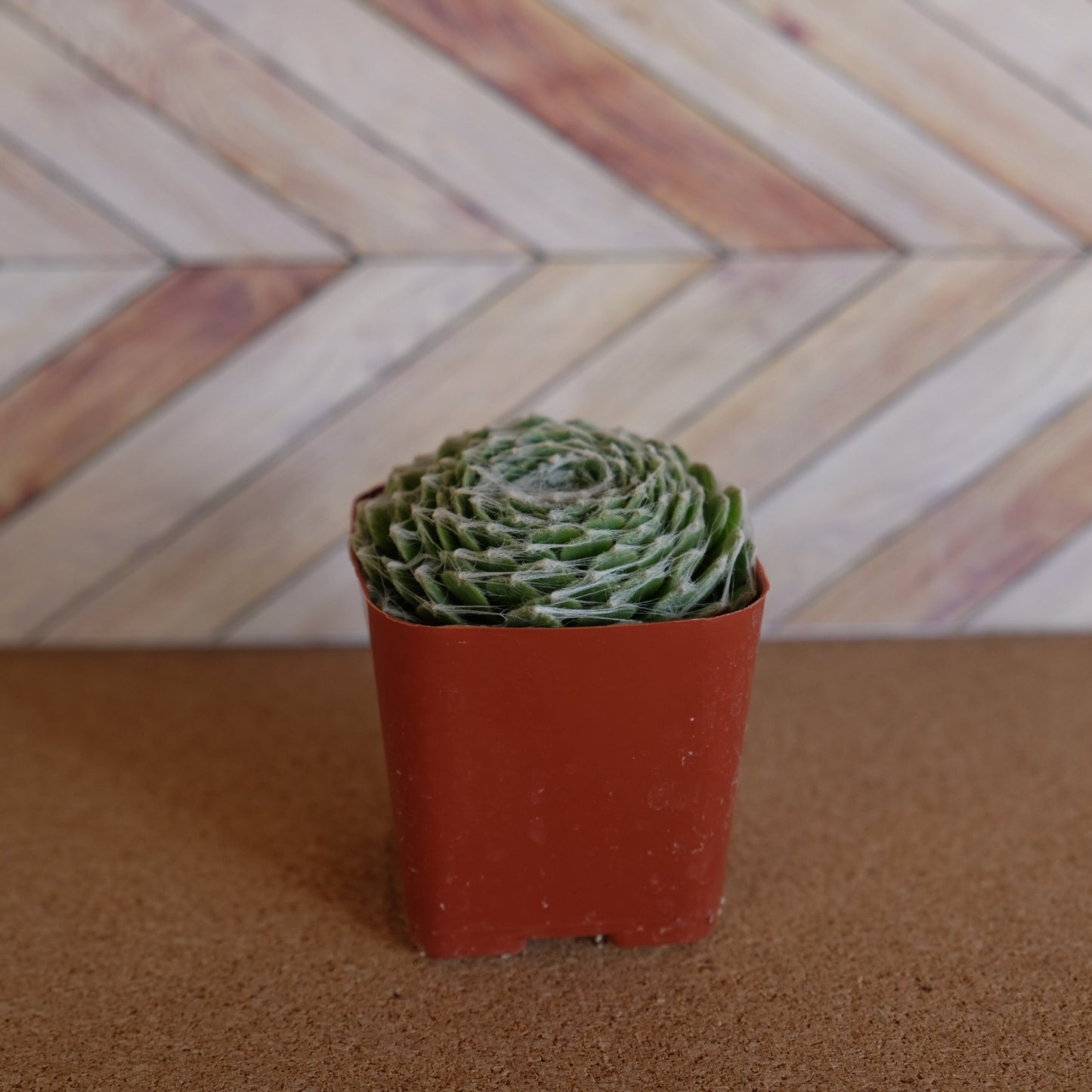 2 inch Sempervivum arachnoideum 'Cobweb'