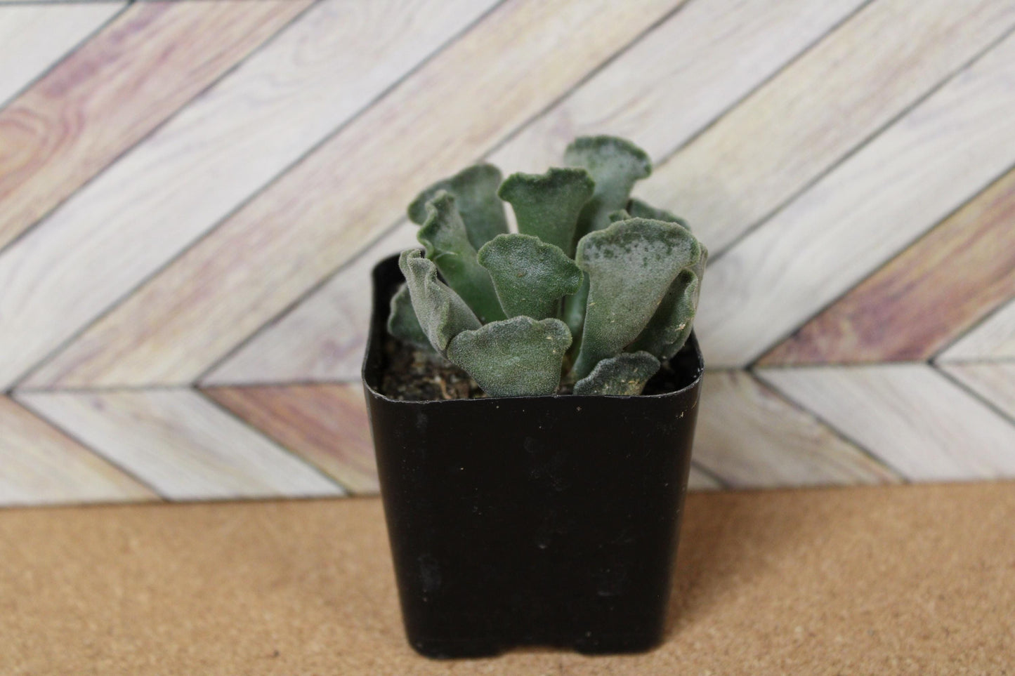 2 inch Crinkle Leaf Plant aka Key Lime Pie succulent
