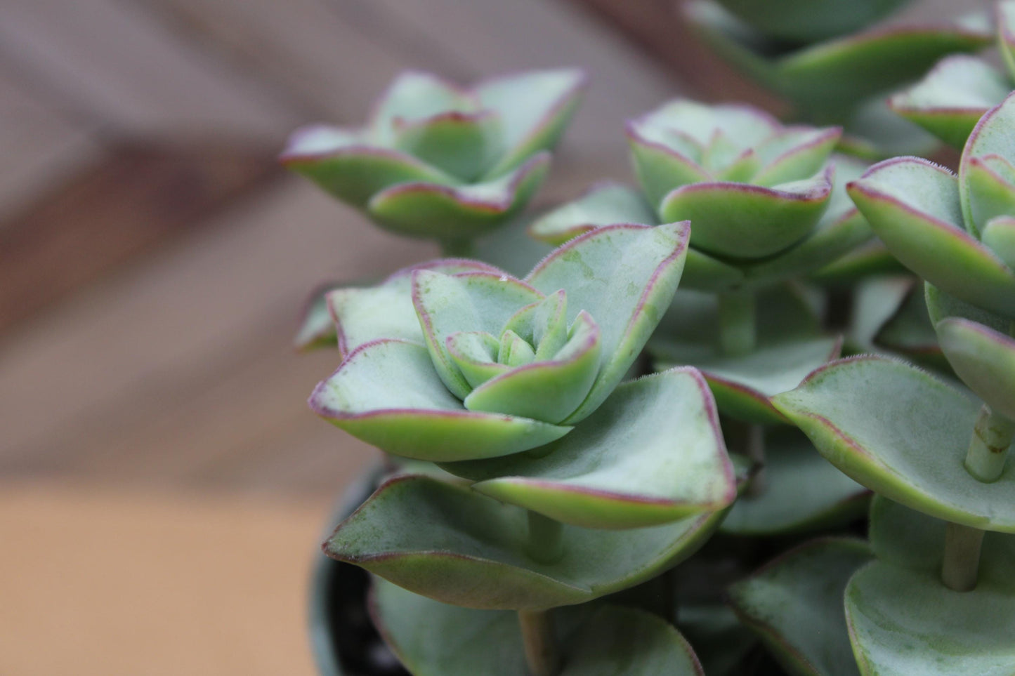 4 inch Crassula Perforata ‘String of Buttons’ 'Ivory towers'