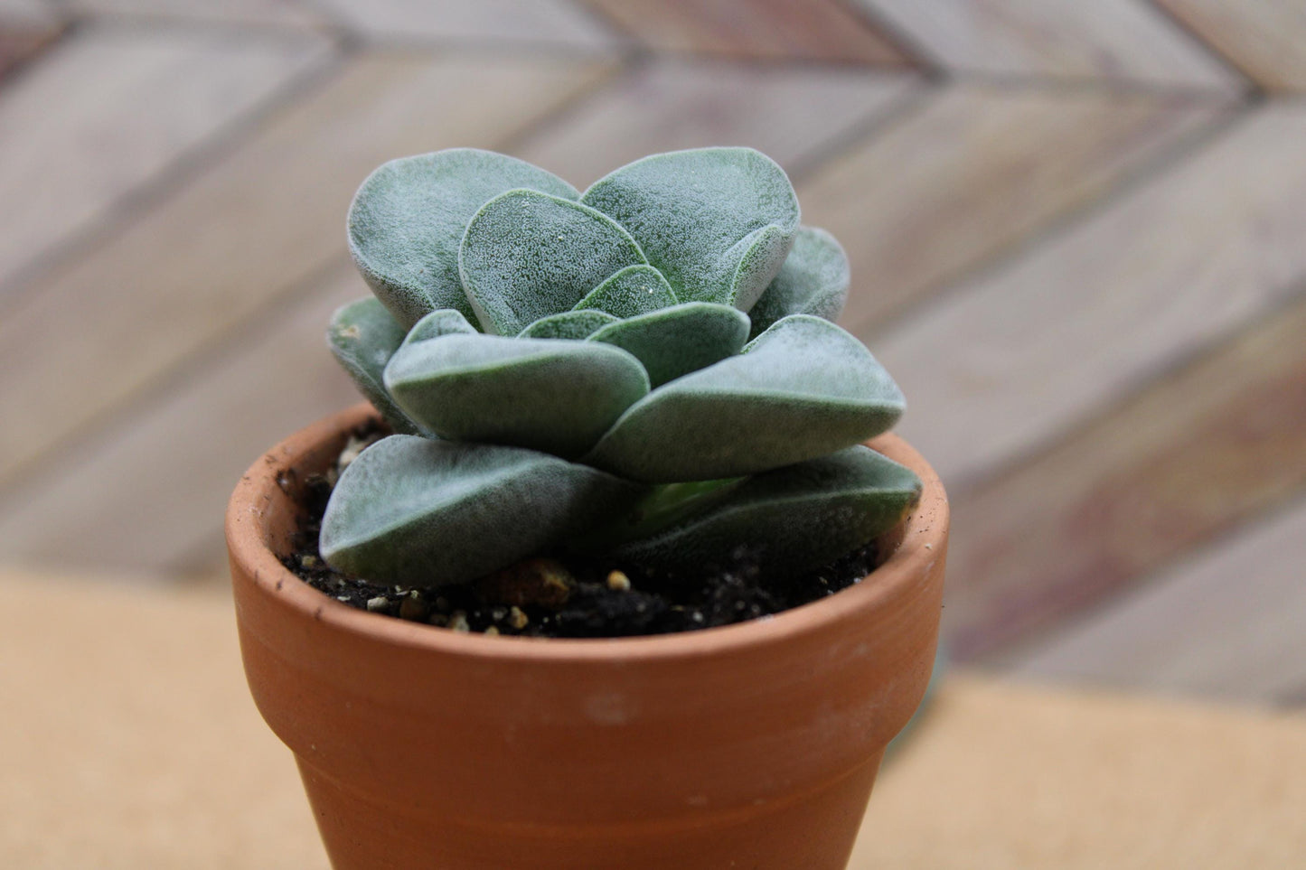 2 inch Crassula ‘Silver Springtime’