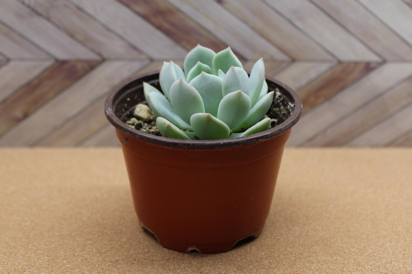 4 inch Echeveria ‘Moonglow’