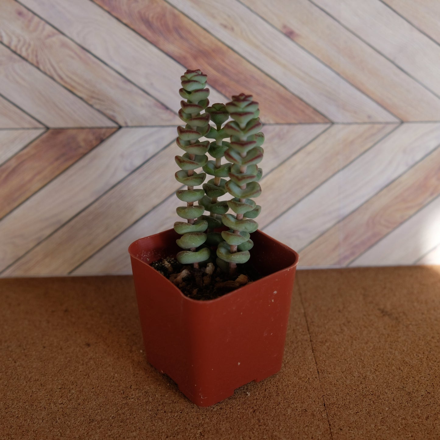 2 inch crassula marnieriana 'worm plant' 'baby jade necklace'