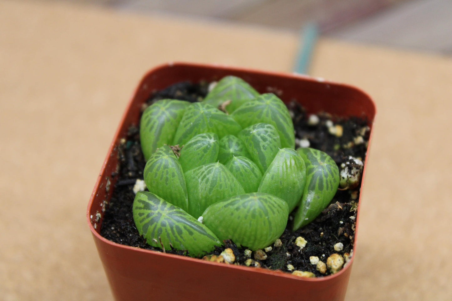 2 inch Haworthia cooperi