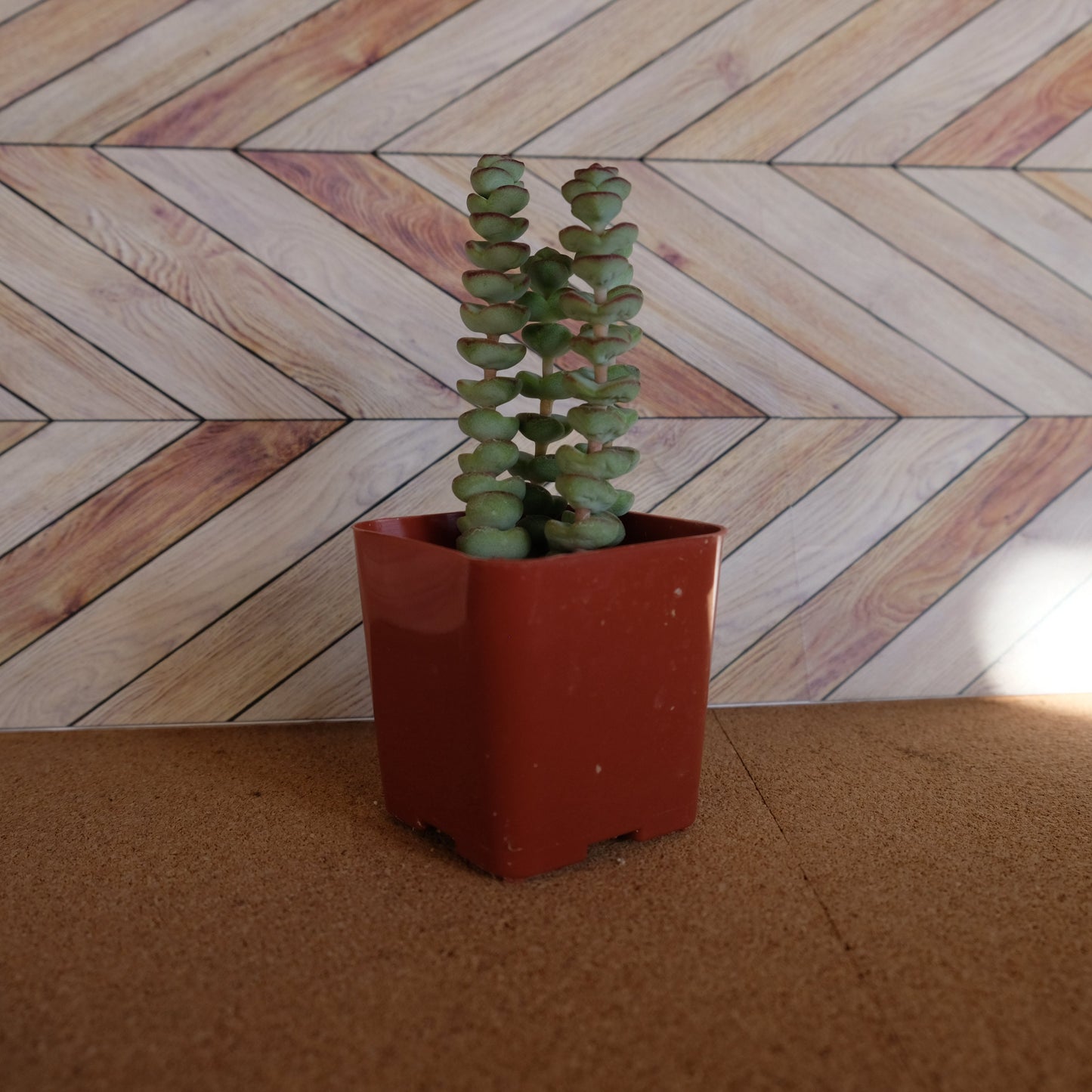 2 inch crassula marnieriana 'worm plant' 'baby jade necklace'