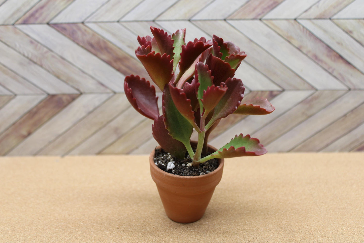 2 inch Kalanchoe Sexangularis "Six Angled Kalanchoe"