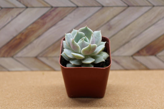 2 inch Echeveria 'Lola'