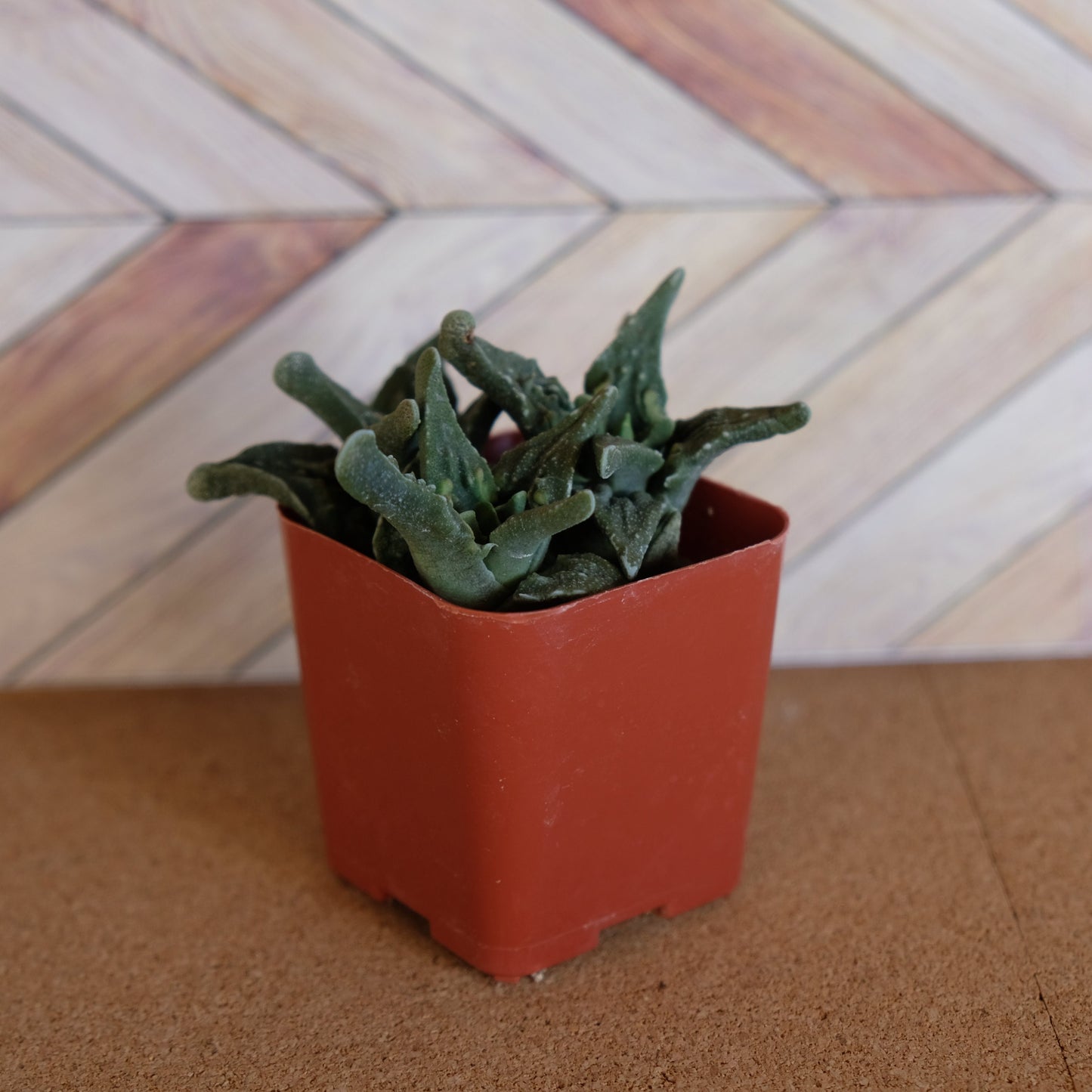 2 inch Faucaria tuberculosa 'pebbled tigers jaw'