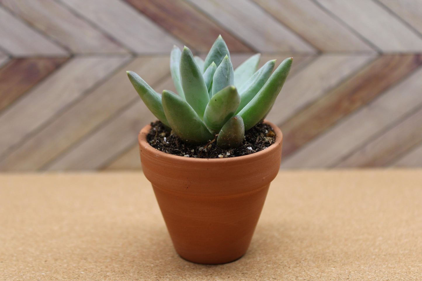2 inch Pachyveria glauca ‘Little Jewel’
