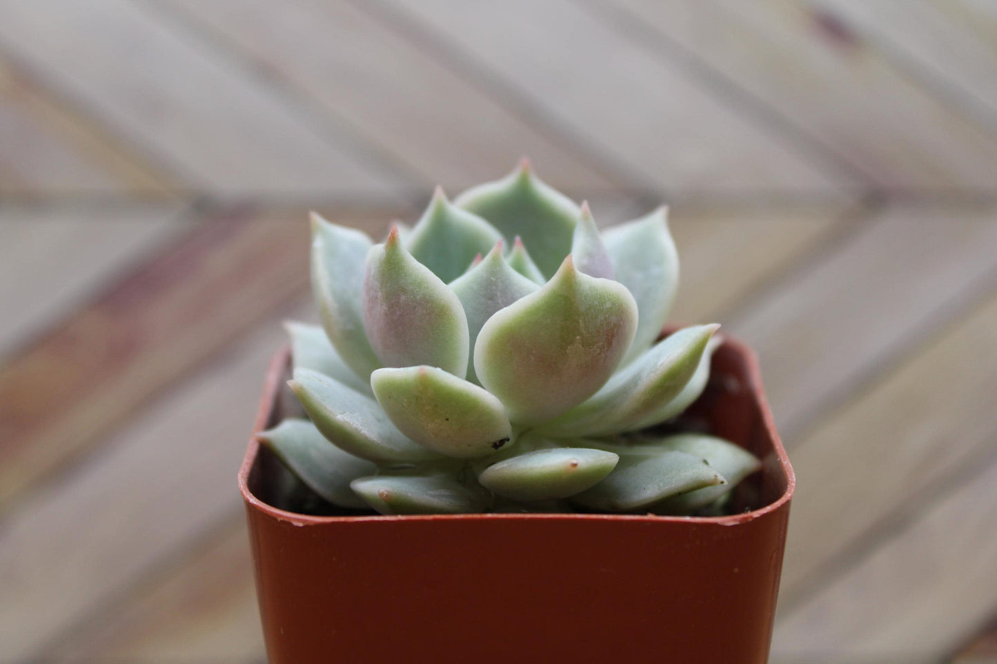 2 inch Echeveria 'Lola'