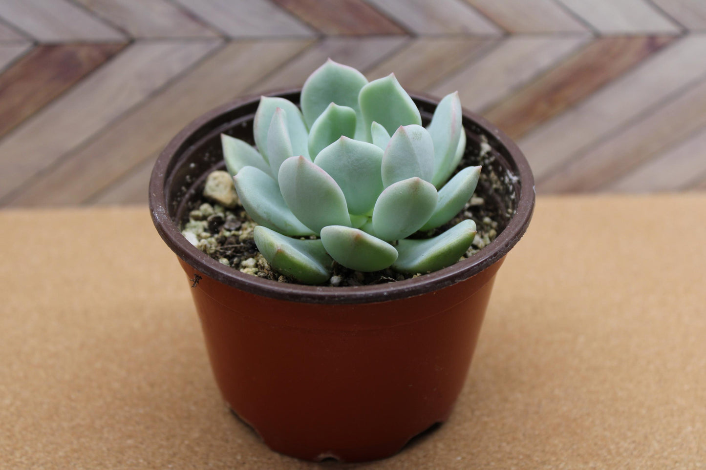 4 inch Echeveria ‘Moonglow’