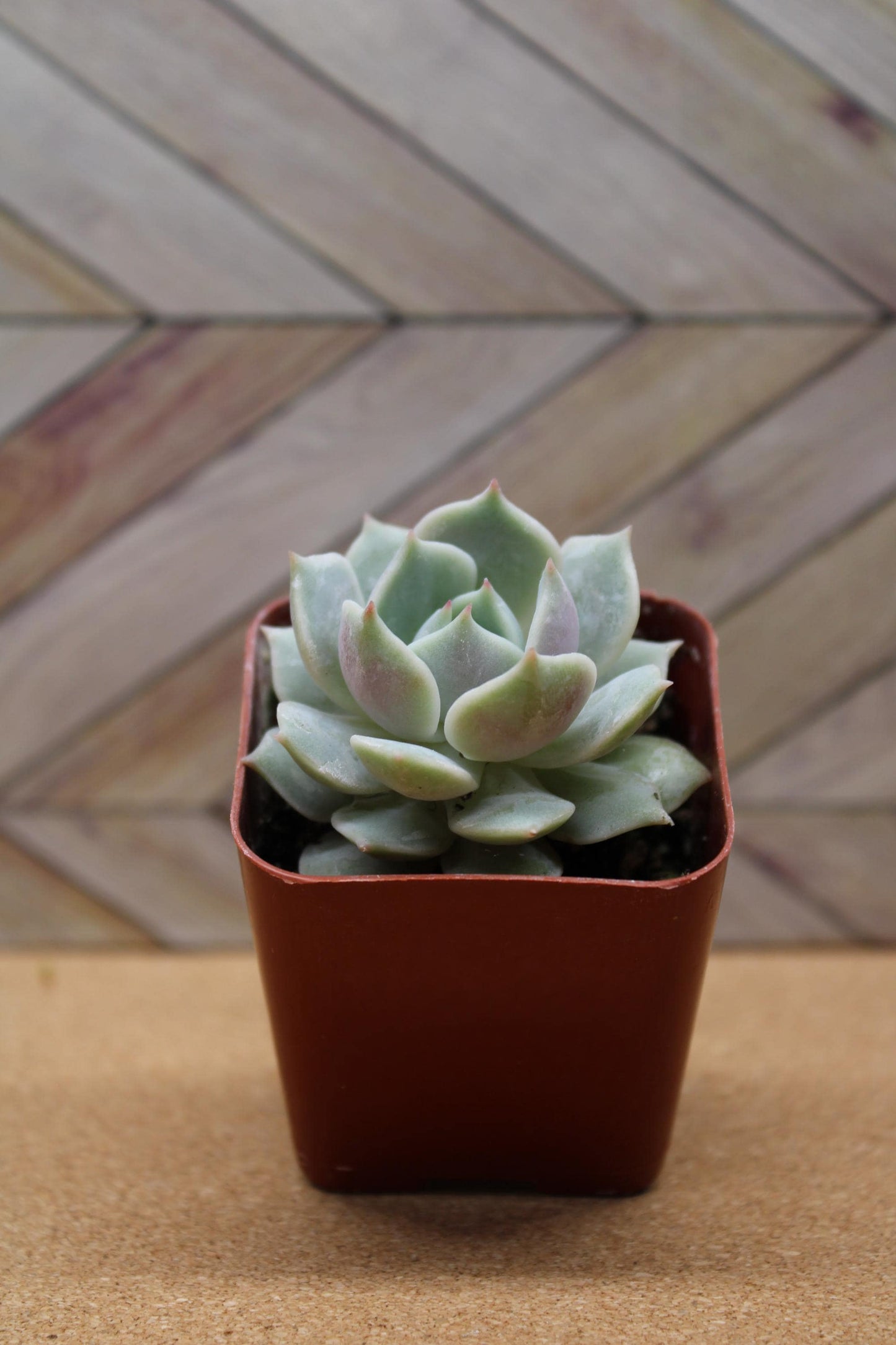 2 inch Echeveria 'Lola'