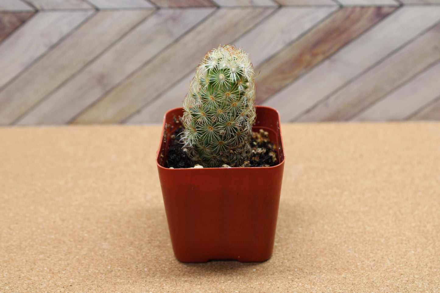 2 inch Mammillaria elongata 'Ladyfinger Cactus'