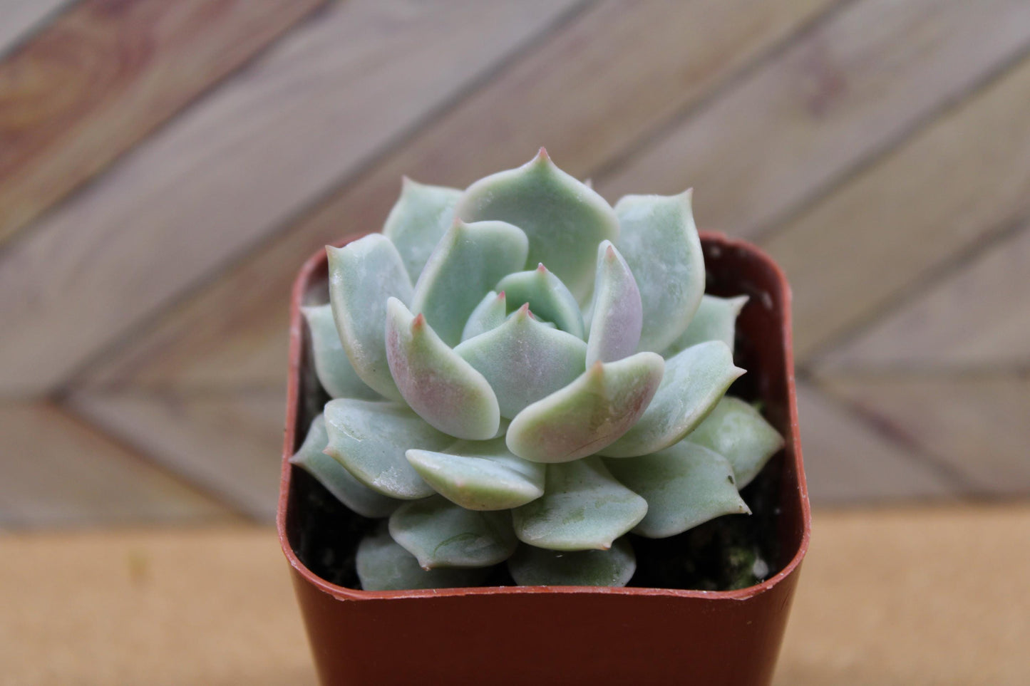 2 inch Echeveria 'Lola'